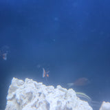 Achilles Tang