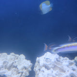 Achilles Tang
