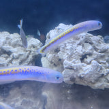 Oreni Tilefish