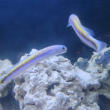 Oreni Tilefish
