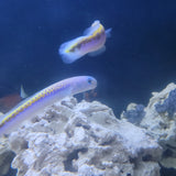 Oreni Tilefish