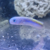 Oreni Tilefish
