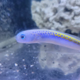 Oreni Tilefish