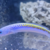 Oreni Tilefish