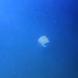 Pyramid Butterflyfish