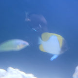 Pyramid Butterflyfish