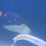Pyramid Butterflyfish