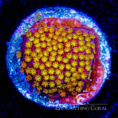 ECC Hellfire Montipora Frag