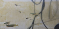 Ornate Glass Tetra