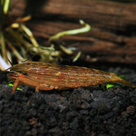 Flower Shrimp Singapore Bamboo Shrimp