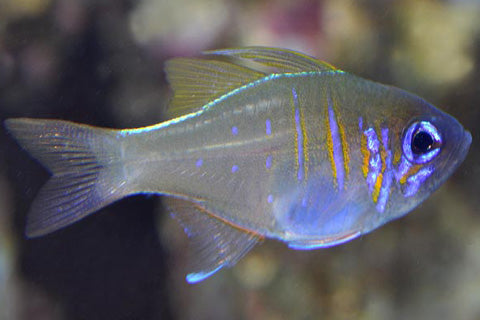 Longspine Cardinalfish – Bay Bridge Aquarium