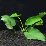 Anubias barteri - Bay Bridge Aquarium and Pet