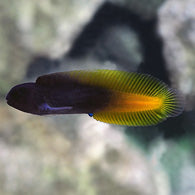 Yellowtail Black Blenny