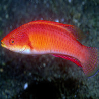 Red Fin Fairy Wrasse