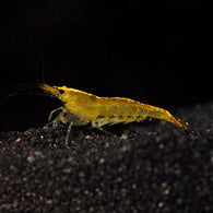 Yellow Golden Back Shrimp