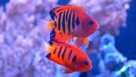 Flame Angelfish