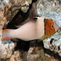 Bicolor Parrotfish - Bay Bridge Aquarium and Pet