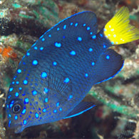 Jewel Damselfish