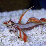 Griessingei Goby