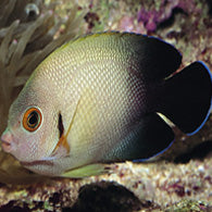 Half Black Angelfish