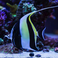 Hawaiian Moorish Idol