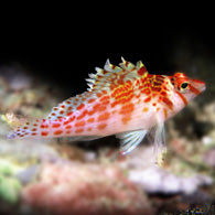 Falco Hawkfish