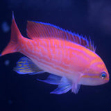 Bimaculatus Anthias - Bay Bridge Aquarium and Pet