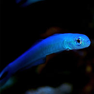 Blue Gudgeon Dartfish - Bay Bridge Aquarium and Pet