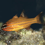 Orange Stripe Cardinal