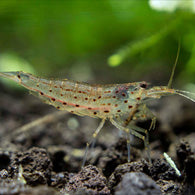 Amano Shrimp - Bay Bridge Aquarium and Pet