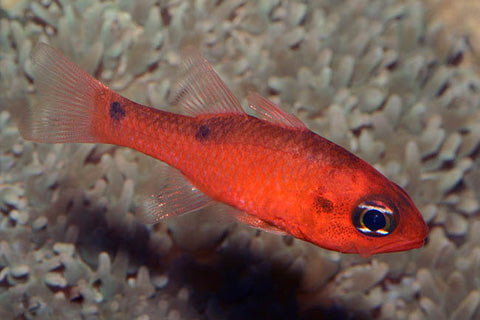 Flame Tailspot Cardinalfish