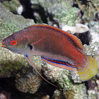 Fine Spotted Fairy Wrasse