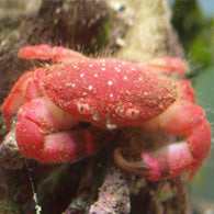 Strawberry Crab