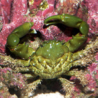 Emerald crab