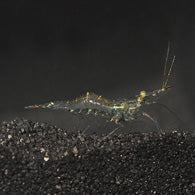 Ghost Shrimp