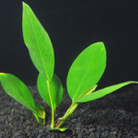 Anubias Congensis - Bay Bridge Aquarium and Pet