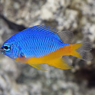 Azure Damselfish - Bay Bridge Aquarium and Pet