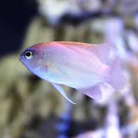 Pink Smith Damselfish