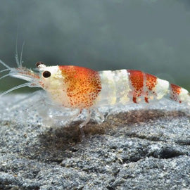 Red Crystal Shrimp. – Bay Bridge Aquarium