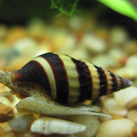 Assassin Snail - Bay Bridge Aquarium and Pet