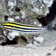 Striped Blenny