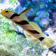 Yellow Rose (Hi Fin Antenna) Goby
