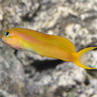 Midas Blenny