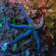 Colored Phataria Starfish - Bay Bridge Aquarium and Pet
