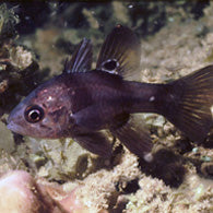 Black Cardinalfish - Bay Bridge Aquarium and Pet