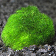 Moss Balls