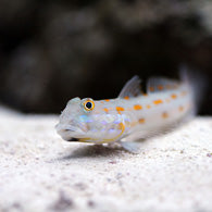 Diamond Watchman Goby