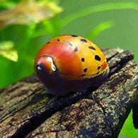Red Onion/Tiger Track Nerite Snail