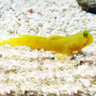 Yellow Watchman Goby