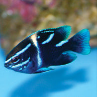 Blue Velvet Damsel - Bay Bridge Aquarium and Pet